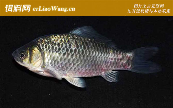 鲤鱼:鲫鱼