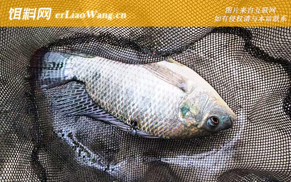 红虫粉适合钓什么鱼-罗非鱼