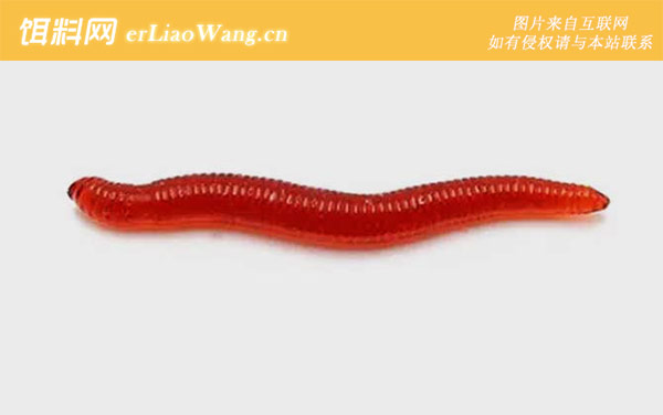 假红虫:适钓鱼种