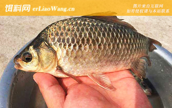 工程鲫:生活习性