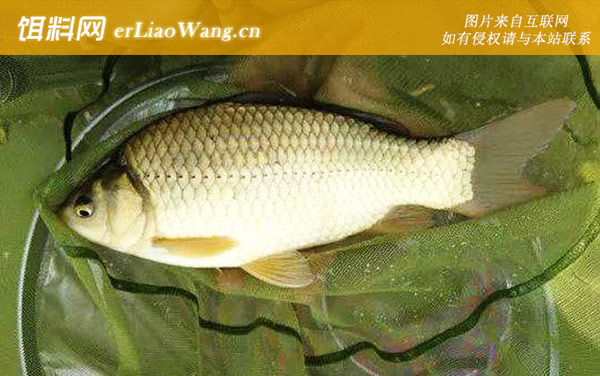 工程鲫:生活习性