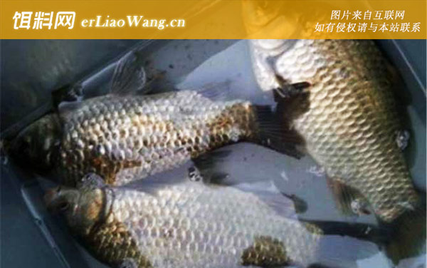 工程鲫:品种特性