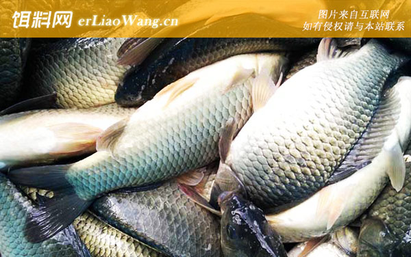 鲤鲫鱼:生活习性