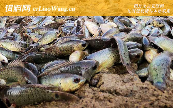 过山鲫:生活习性