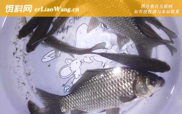 钓鲫鱼:钩饵状态