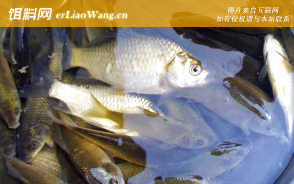 钓鲫鱼:调漂方法