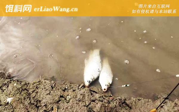 钓鲫鱼:不适鱼情