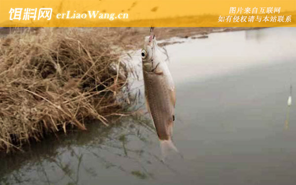 钓鲫鱼:黄金时间