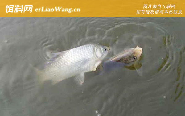 钓鲫鱼深水好还是浅水好-夏钓鲫鱼