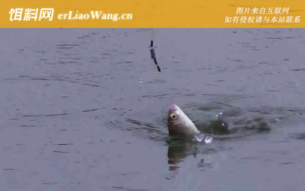 冬钓鲫鱼:窝料选用