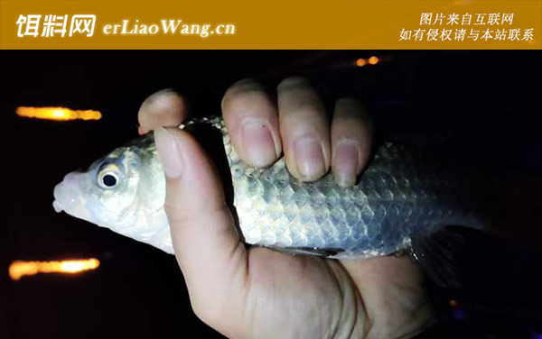 为什么夜钓鲫鱼不开口-气压