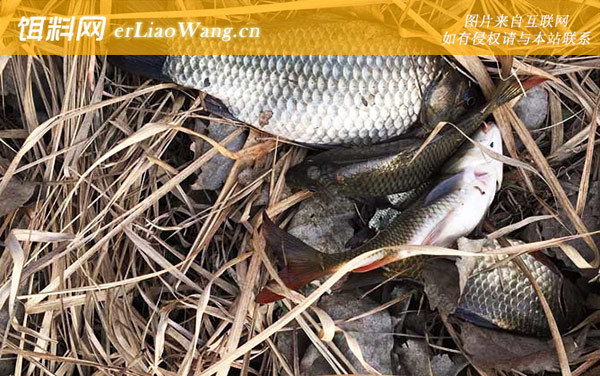 野钓鲫鱼的技巧和方法-窝料