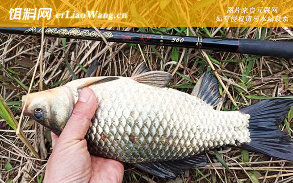 野钓鲫鱼的技巧和方法-提竿