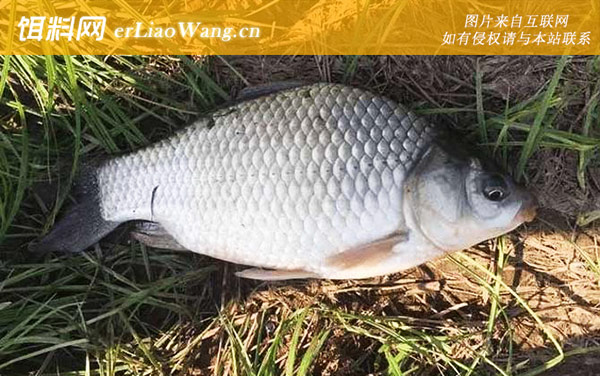 野钓鲫鱼:调漂方法