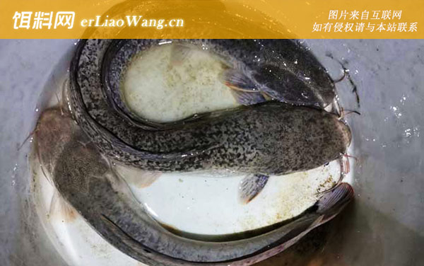 中国十大最“脏”鱼排行榜-埃及塘鲺