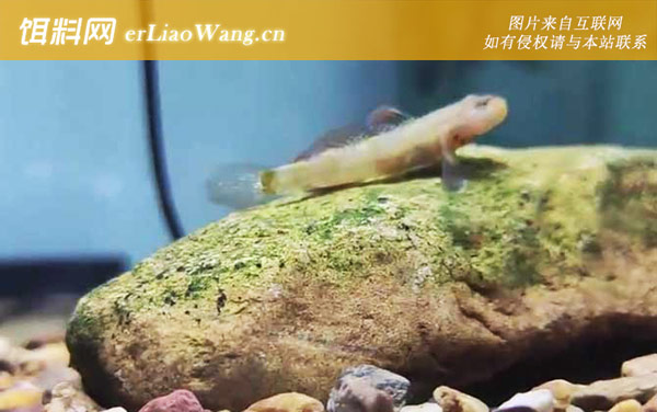 中国十大最“脏”鱼排行榜-虾虎鱼