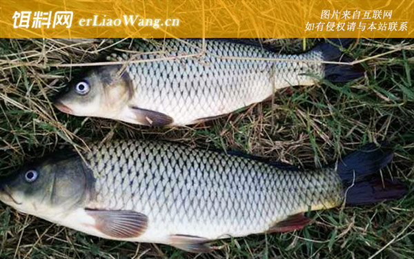 鲤鱼价格多少钱一斤-品种划分