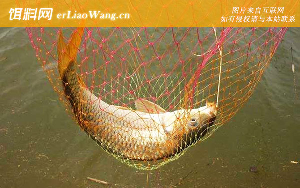 鲤鱼怎么去腥线-品种划分