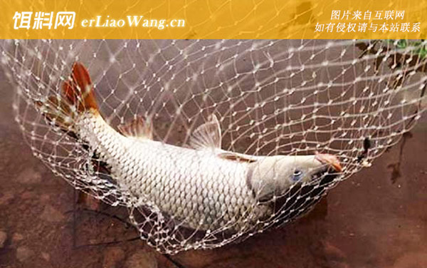 钓鲤鱼:钩饵状态