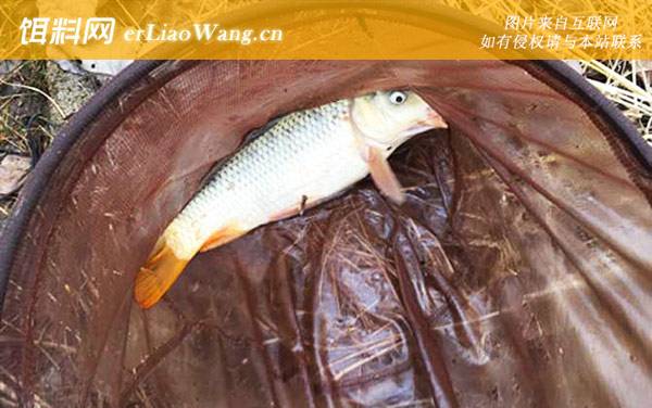 钓鲤鱼:经典配方