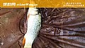 海竿钓鲤鱼用什么饵料？