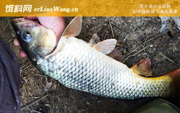 海竿钓鲤鱼用什么饵料-经典配方