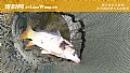 《钓鲤鱼的最佳时间和位置》封面图