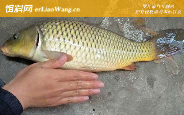 七星漂逗钓鲤鱼技巧和方法-作钓