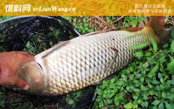 野钓鲤鱼:打窝时间