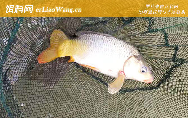 野钓鲤鱼:打窝方法