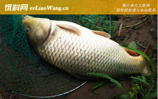 冬钓鲤鱼:气压高低