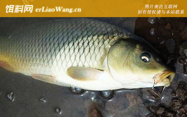 冬钓鲤鱼:风向风力