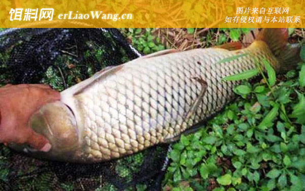 野钓鲤鱼:饵料配方