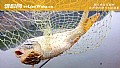 《野钓鲤鱼用什么饵料好?》封面图