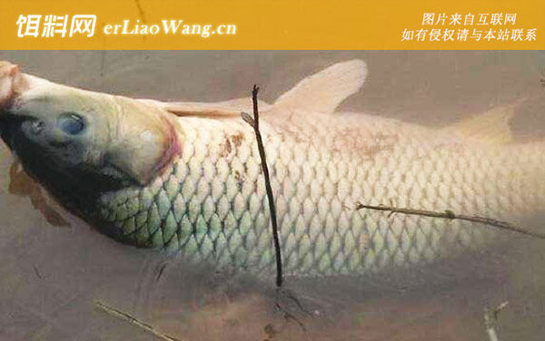 野钓鲤鱼:打窝技巧