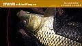 用玉米钓鲤鱼怎么调漂最好？
