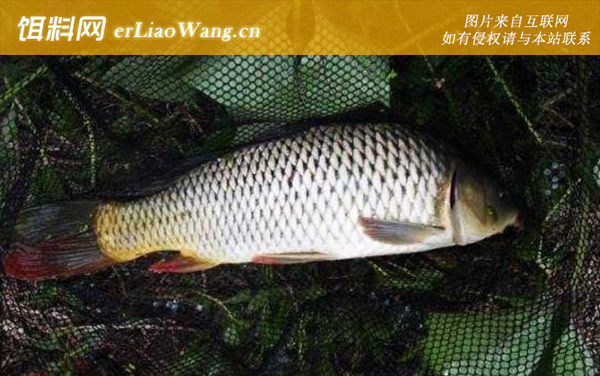 玉米钓鲤鱼:钓点选择