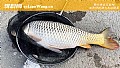 《玉米钓鲤鱼多久换一次饵?》封面图