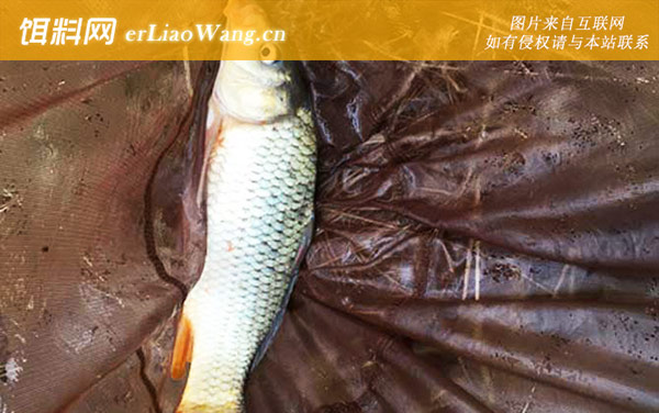 老坛玉米钓鲤鱼:钓具搭配