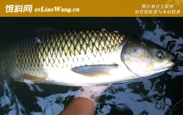 钓草鱼:气压论述