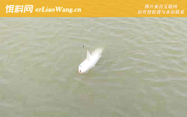 钓草鱼:天气情况