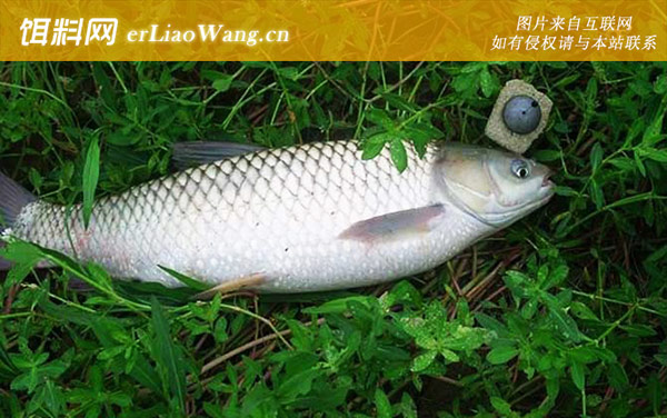 钓草鱼绝招及方法-调漂