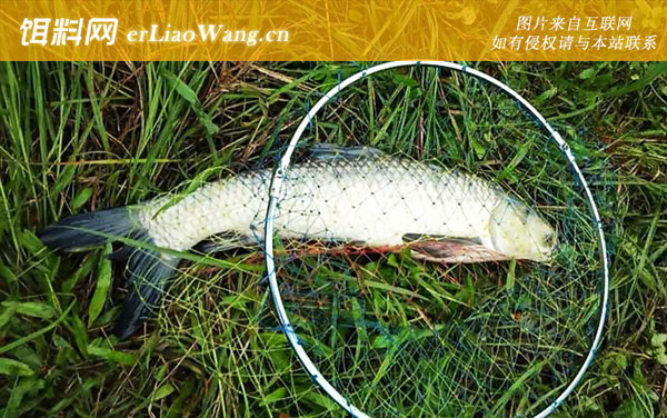 钓草鱼绝招及方法-提竿