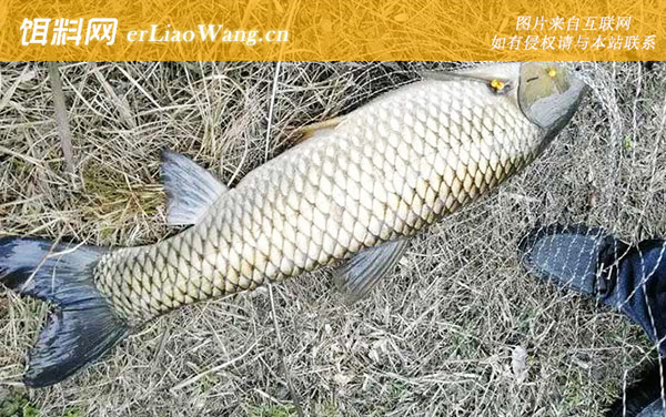 钓草鱼:钓点选择