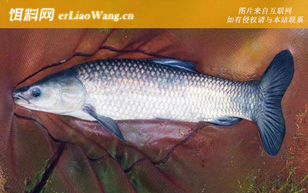 钓草鱼:饵料配方