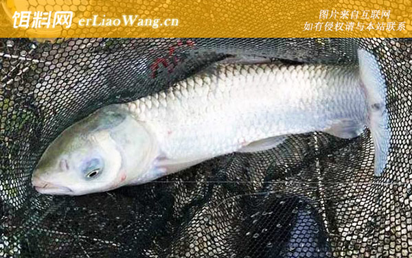 草鱼:注意事项