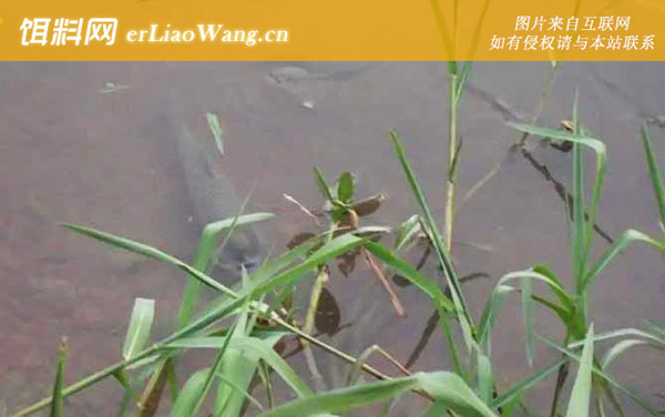 钓草鱼:商品饵料