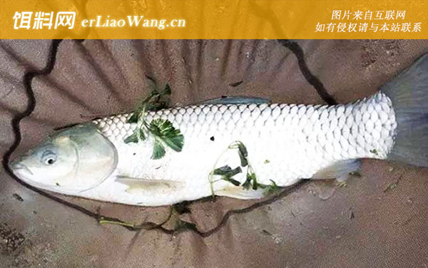 钓草鱼:经典配方