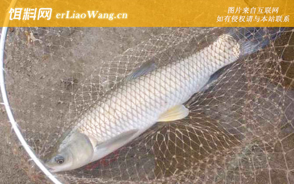 钓草鱼:调漂方法