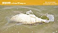 海竿钓草鱼钓底还是钓浮?